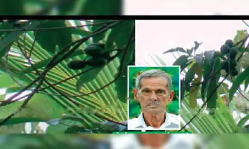 നിറയെ കായ്ച്ച് രുദ്രാക്ഷമരം; അപൂർവ കാഴ്ച ഞാങ്ങാട്ടിരിയിൽ നിറയെ കായ്ച്ച് രുദ്രാക്ഷമരം; അപൂർവ കാഴ്ച ഞാങ്ങാട്ടിരിയിൽ