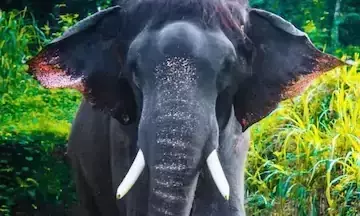 ‘Konni Surendran’ is discussed again; It has not been returned for three years ‘Konni Surendran’ is discussed again; It has not been returned for three years