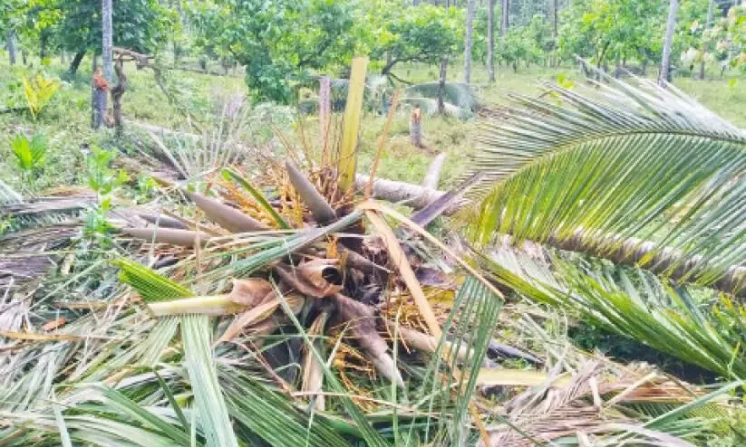coconut trees destroyed