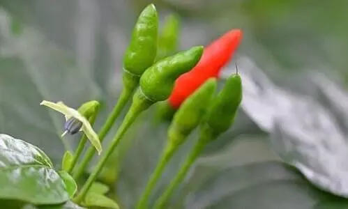 മുളകുചെടിയുടെ മുരടിപ്പ് മാറ്റാം