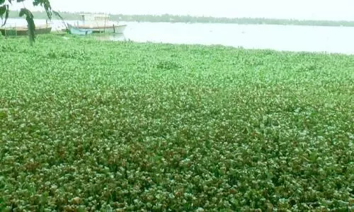 woman, who jumped into the lake