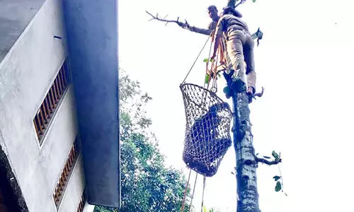 man rescued from tree