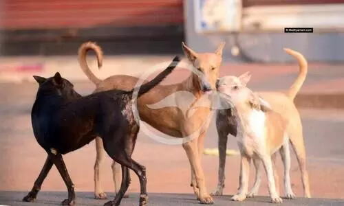 Many people were injured in dog attack