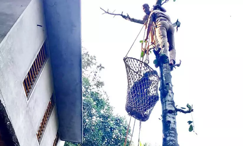 man rescued from tree