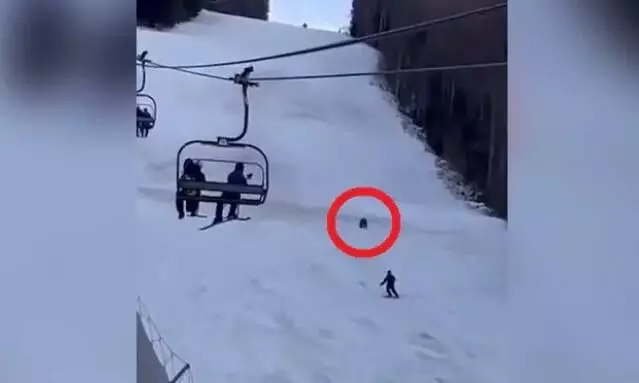 Bear chases Skier