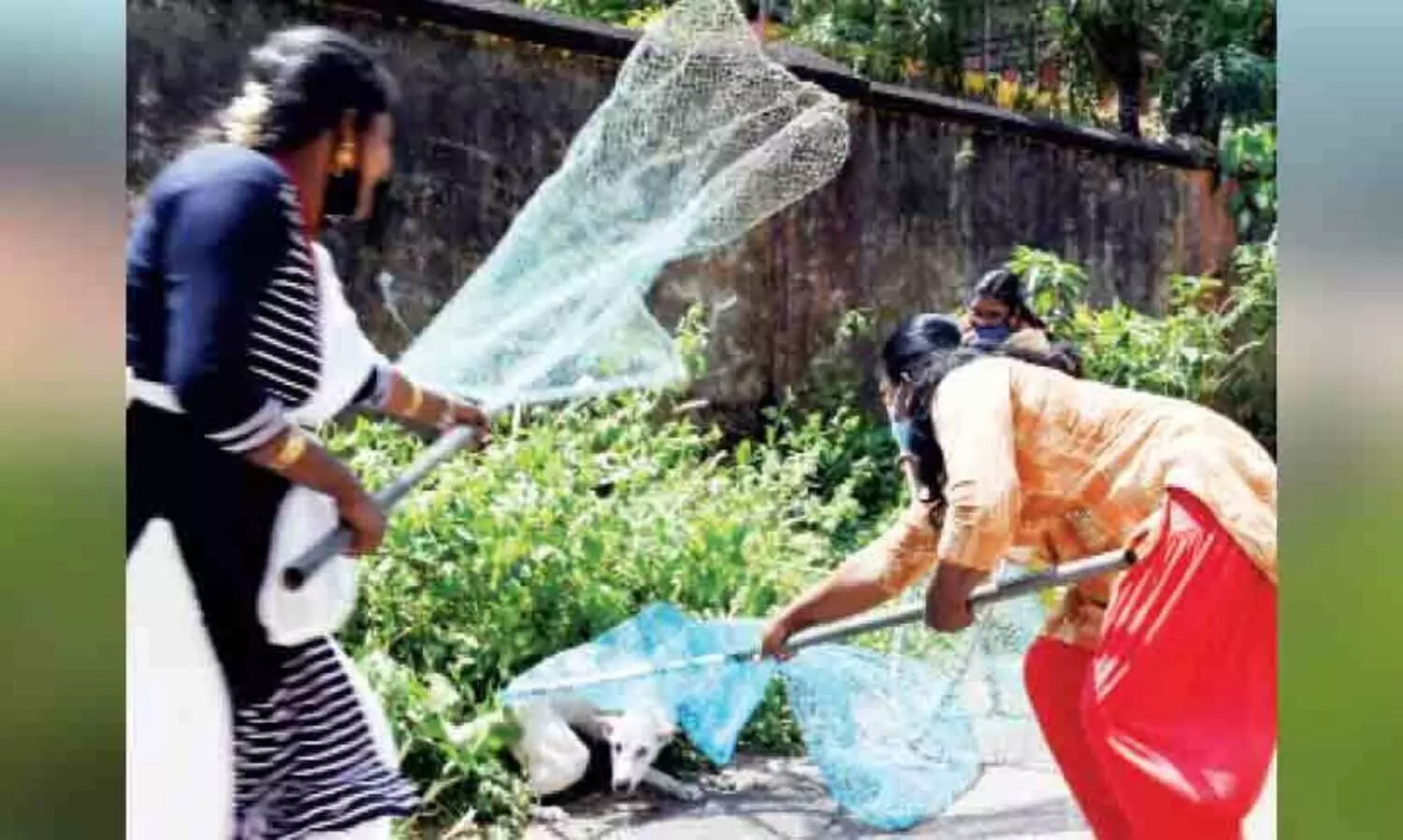തെരുവുനാ‍യ്ക്കളെ പിടിക്കാൻ കുടുംബശ്രീ