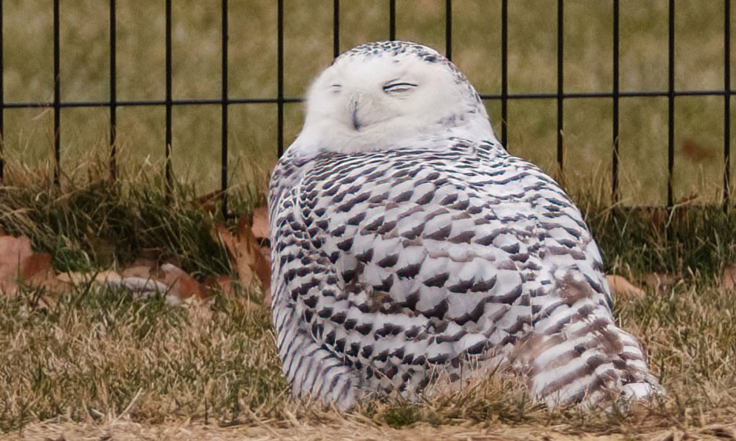 131 വർഷങ്ങൾക്ക്​ ശേഷം ന്യൂയോർക്കിലെ സെൻട്രൽ പാർക്കിലെത്തിയ അതിഥിയെ കാണാം