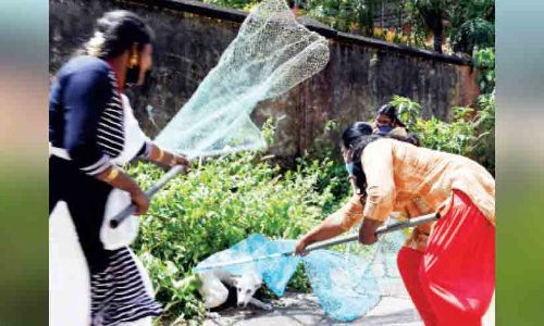 തെരുവുനാ‍യ്ക്കളെ പിടിക്കാൻ കുടുംബശ്രീ