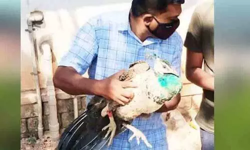 അപകടത്തിൽ പരിക്കേറ്റ മയിലിനെ വനംവകുപ്പ് ഏറ്റെടുത്തു