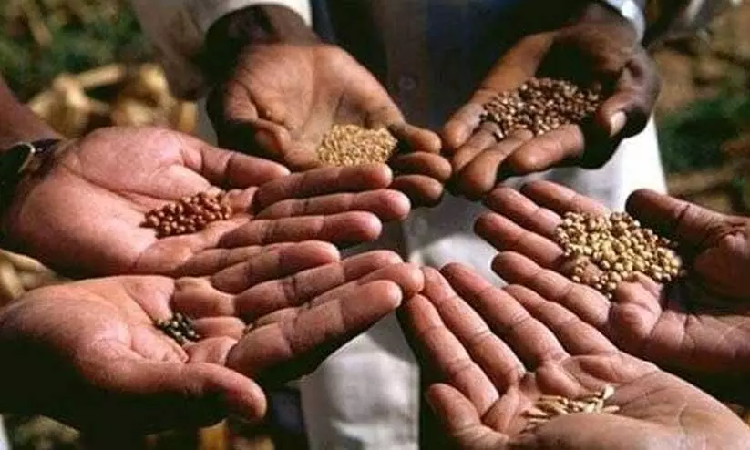 Akshaya paddy seeds love
