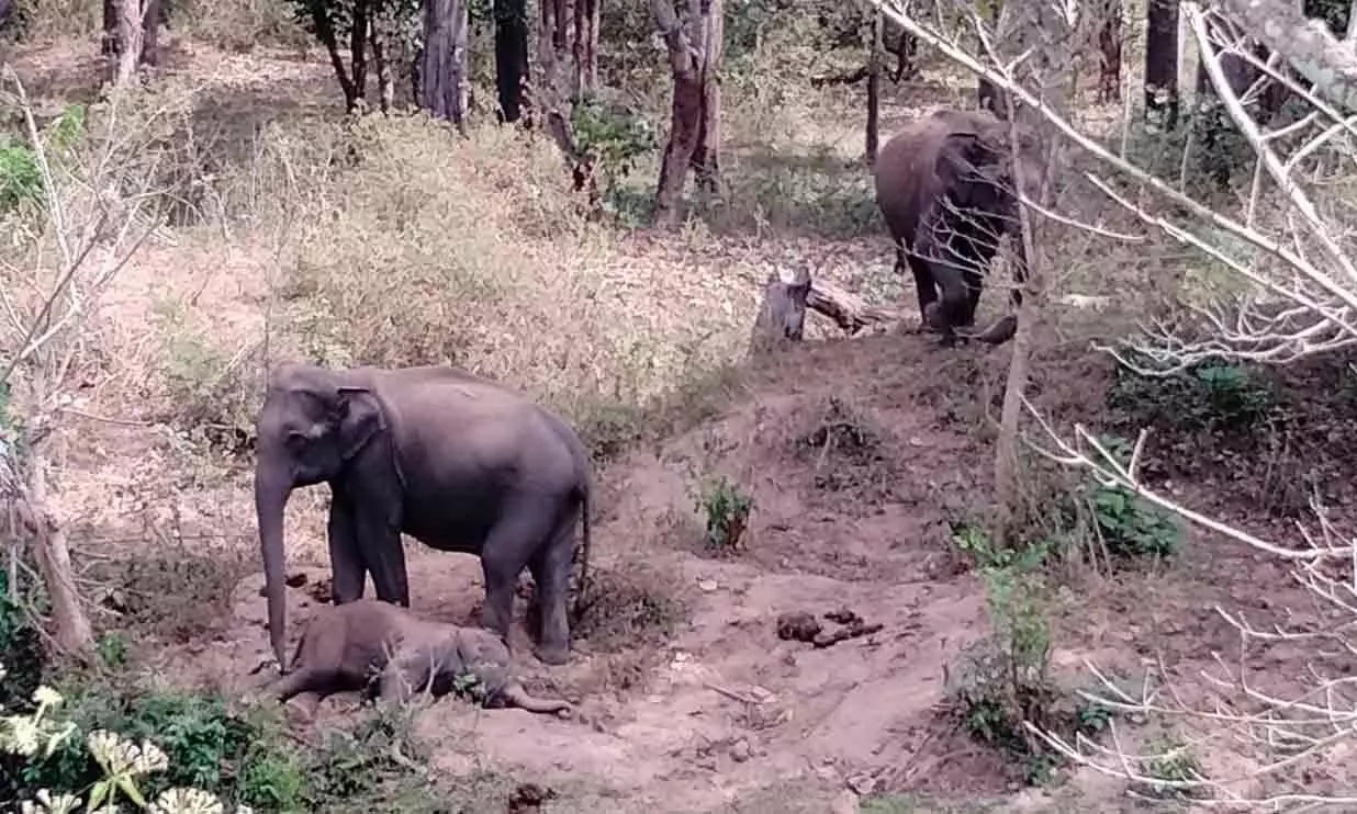 42 dies in wild elephant attack in last 15 years