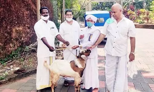 goat handover