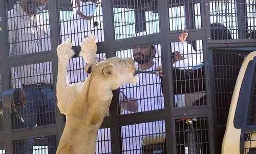 സിം​ഹ​ങ്ങ​ൾ​ക്ക്​ തീ​റ്റ ന​ൽ​ക​ണോ: അ​ൽ ​െഎൻ മൃ​ഗ​ശാ​ല​യി​ലെ​ ആ​ഫ്രി​ക്ക​ൻ സ​ഫാ​രി​യി​ലേ​ക്ക്​ സ്വാ​ഗ​തം