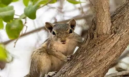 രാജ്യത്ത്​ അ​ണ്ണാ​ര​ക്ക​ണ്ണ​ന്മാ​രു​ടെ സാ​ന്നി​ധ്യം ഇൗ​ത്ത​പ്പ​ഴ   കൃ​ഷി​ക്ക്​ ഭീ​ഷ​ണി​യാ​കു​മെ​ന്ന്​ പ​ഠ​നം