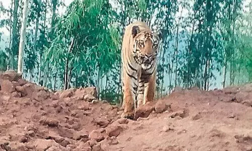 ആദിവാസികളെ കൊന്ന ആസിഫാബാദിലെ നരഭോജി വീണ്ടും വേട്ടക്കിറങ്ങി; മുന്നറിയിപ്പുമായി വനം വകുപ്പ്​