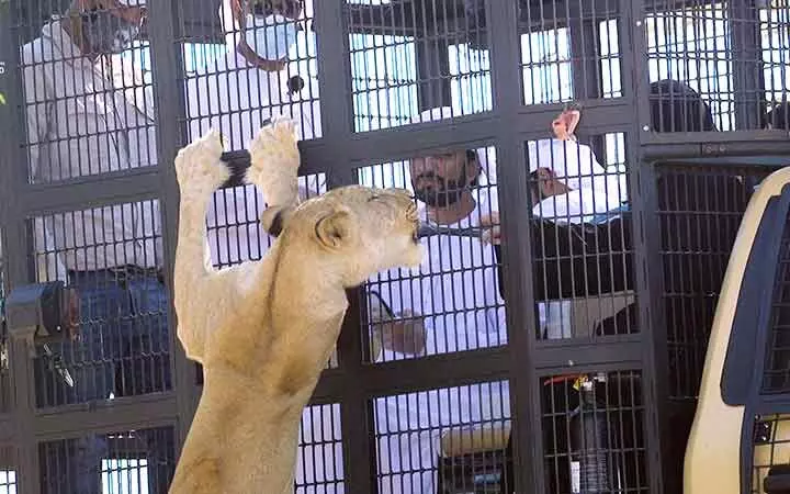 സിംഹങ്ങൾക്ക് തീറ്റ നൽകണോ: അൽ െഎൻ മൃഗശാലയിലെ ആഫ്രിക്കൻ സഫാരിയിലേക്ക് സ്വാഗതം സിംഹങ്ങൾക്ക് തീറ്റ നൽകണോ: അൽ െഎൻ മൃഗശാലയിലെ ആഫ്രിക്കൻ സഫാരിയിലേക്ക് സ്വാഗതം