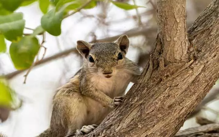 രാജ്യത്ത് അണ്ണാരക്കണ്ണന്മാരുടെ സാന്നിധ്യം ഇൗത്തപ്പഴ കൃഷിക്ക് ഭീഷണിയാകുമെന്ന് പഠനം രാജ്യത്ത് അണ്ണാരക്കണ്ണന്മാരുടെ സാന്നിധ്യം ഇൗത്തപ്പഴ കൃഷിക്ക് ഭീഷണിയാകുമെന്ന് പഠനം