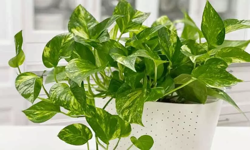 മണി പ്ലാന്‍റ് ഐശ്വര്യവും സമ്പത്തും തരുമോ?