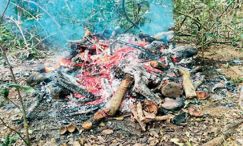 കാട്ടാന ചെരിഞ്ഞത്​ ഏറ്റുമുട്ടലിലെ പരിക്കുമൂലമെന്ന് പോസ്​റ്റ്​മോർട്ടം റിപ്പോർട്ട്