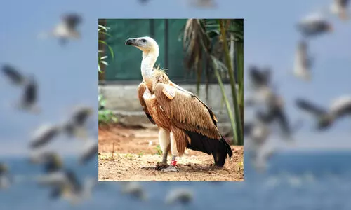 eurasian vulture, kerala, history