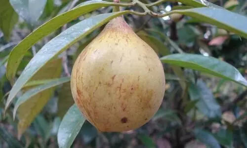 പ്ര​തീ​ക്ഷ​യാ​യി ജാ​തി​ക്ക വി​ല​യി​ൽ കു​തി​പ്പ്​