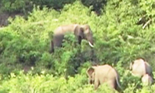 ജീ​വ​നെ​ടു​ക്കു​ന്ന ആ​ന​ക്ക​ലി