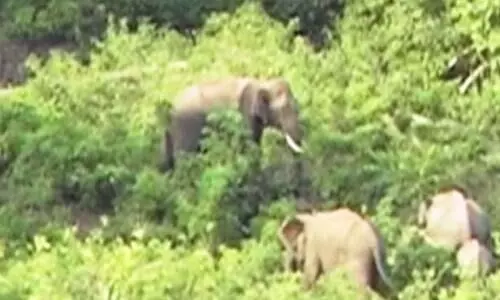 ജീ​വ​നെ​ടു​ക്കു​ന്ന ആ​ന​ക്ക​ലി