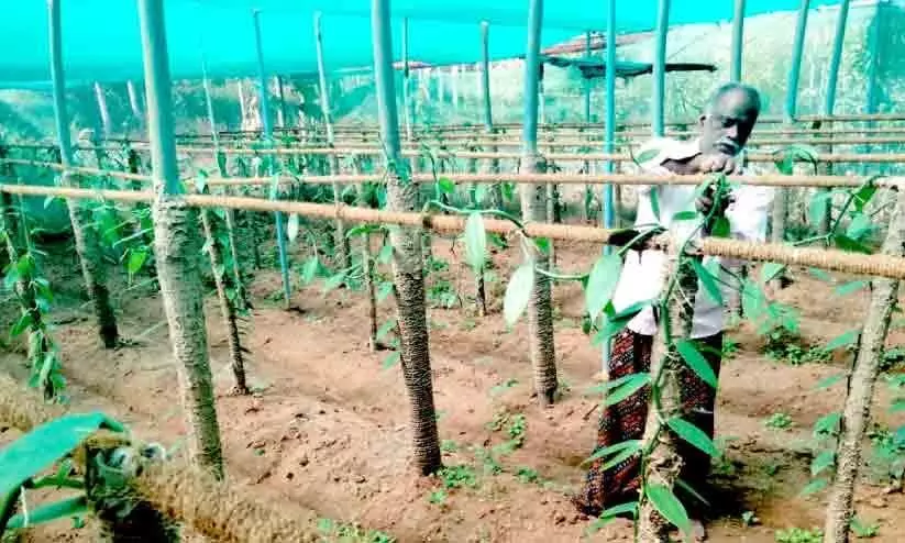 vannilla farmers, growth level