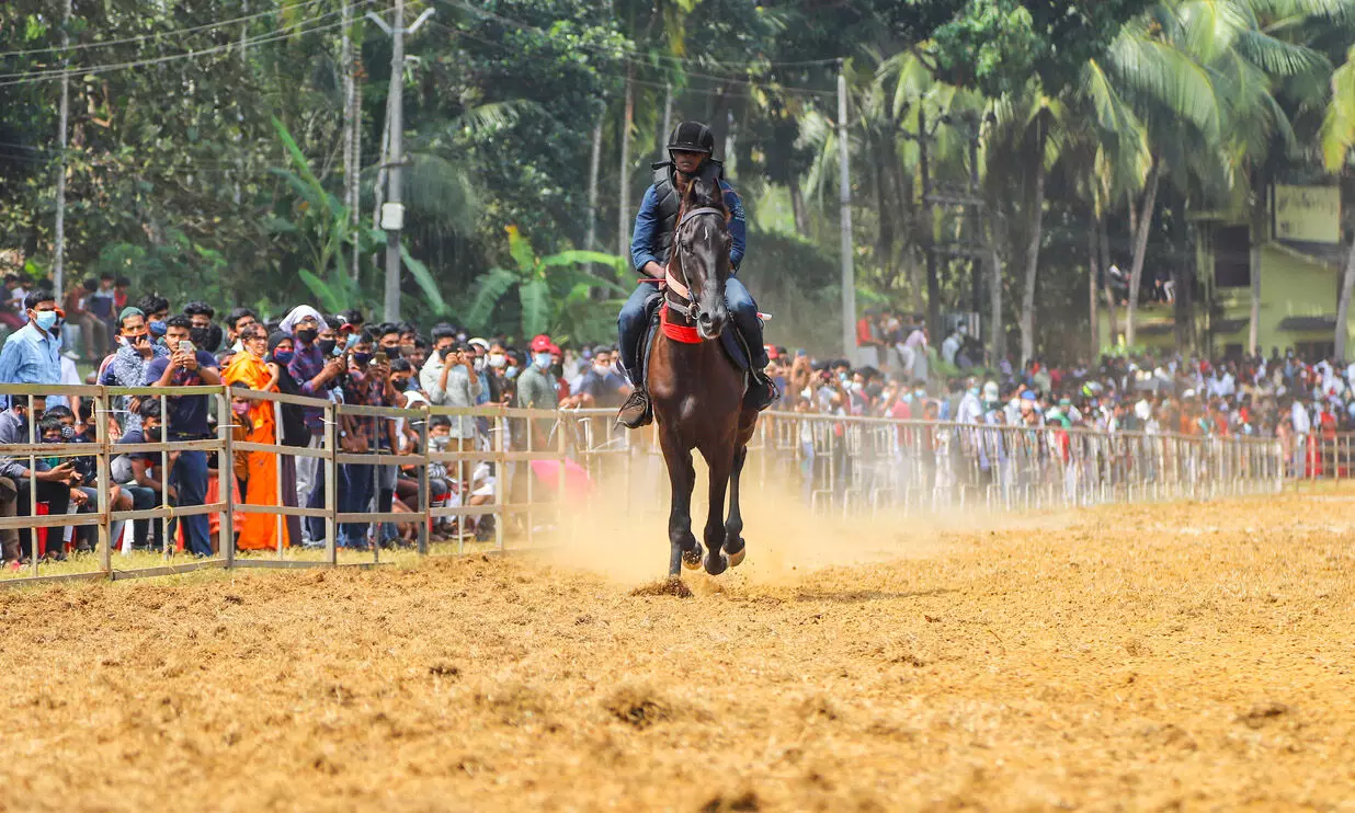 horse ride horse ride