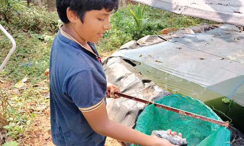 മത്സ്യക്കുളത്തിൽ വിളവെടുപ്പിനൊരുങ്ങി എട്ടാം ക്ലാസുകാരൻ