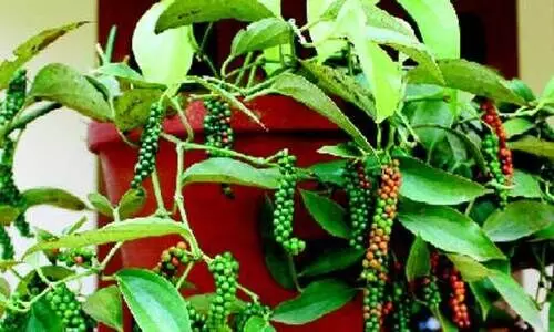 നഴ്സറിയിൽ പോകണ്ട, കുറ്റിക്കുരുമുളക് തൈ എളുപ്പത്തിൽ വീട്ടിലുണ്ടാക്കാം