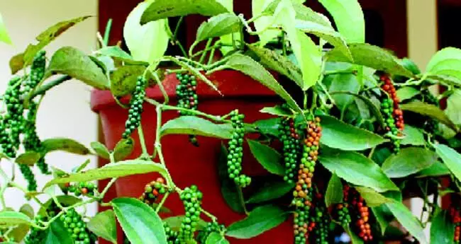 നഴ്സറിയിൽ പോകണ്ട, കുറ്റിക്കുരുമുളക് തൈ എളുപ്പത്തിൽ വീട്ടിലുണ്ടാക്കാം