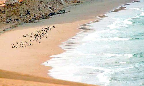 ലോ​ക​ത്തി​ലെ മി​ക​ച്ച 30 ക​ട​ൽ​ത്തീ​ര​ങ്ങ​ളി​ൽ: സ​ലാ​ല ബീ​ച്ചും