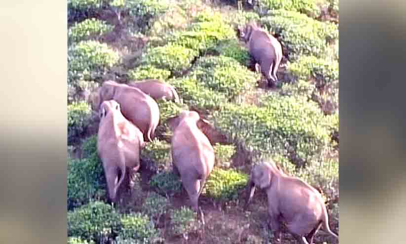 കാ​ട്ടാ​ന​ക്കൂ​ട്ട​ത്തെ തു​ര​ത്തി വ​ന​പാ​ല​ക​ർ
