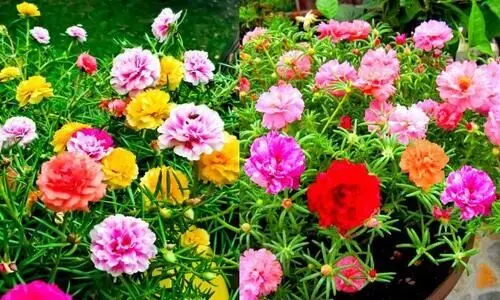 പത്തുമണിപ്പൂക്കൾ കൊണ്ടുവന്ന ആദായം