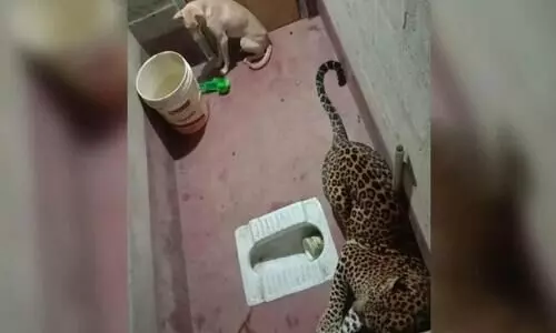 ഹം തും ഏക്​ കമ​രേ മേം ബന്ത്​ ഹോ- ടോയ്​ലറ്റിൽ കുടുങ്ങി പുള്ളിപ്പുലിയും നായയും; പിന്നീട്​ കാമറക്കുനേരെ കുതിച്ചുചാടി പുലി