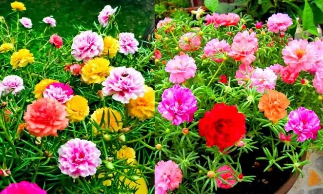 പത്തുമണിപ്പൂക്കൾ കൊണ്ടുവന്ന ആദായം