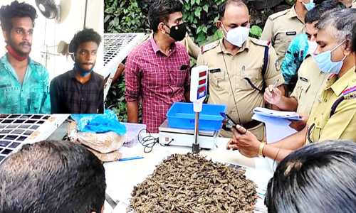 ബാലുശ്ശേരിയിൽ കഞ്ചാവു വേട്ട; രണ്ടു പ്രതികളിൽ ഒരാൾ ചാടിപ്പോയി