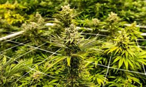 കഞ്ചാവ് ചില്ലറ വിൽപ്പനക്കാരൻ പിടിയിൽ