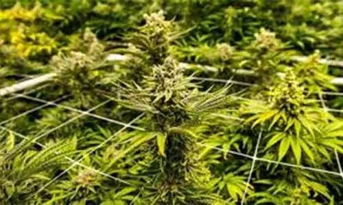 കഞ്ചാവ് ചില്ലറ വിൽപ്പനക്കാരൻ പിടിയിൽ