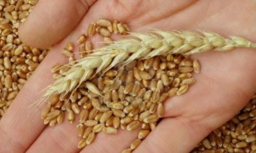 ഗോതമ്പിനും കടുകിനും താങ്ങുവില കൂട്ടി