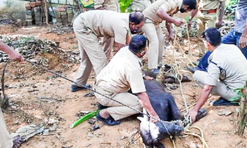 വിരണ്ടോടി‍യ പോത്തിനെ സാഹസികമായി പിടികൂടി