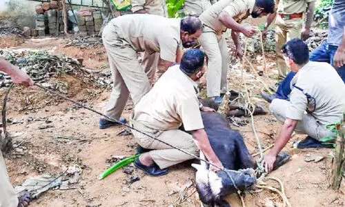 വിരണ്ടോടി‍യ പോത്തിനെ സാഹസികമായി പിടികൂടി