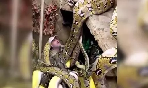 ഇതാ ഇമ്മിണി ബെല്യ ഒരു പാമ്പ്​ വേലായുധൻ- ഒന്ന്​ ഞെട്ടും ഈ വിഡിയോ കണ്ടാൽ