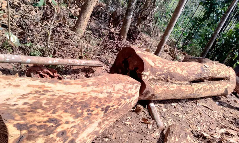 പട്ടയ ഭൂമിയിലെ മരംമുറിക്ക് പൂട്ട്; അനുമതി നൽകിയ ഉത്തരവ് റദ്ദ്ചെയ്തു
