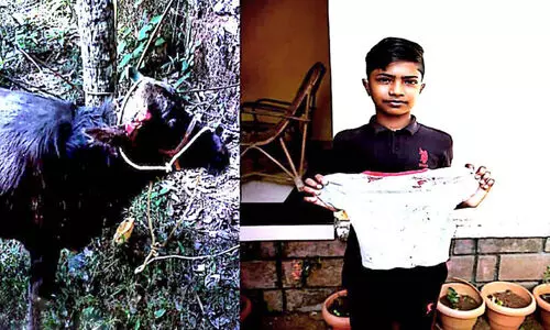 വിരണ്ടോടിയ പോത്തി​ൻെറ ആക്രമണത്തിൽനിന്ന്​ ബാലികയെ രക്ഷിച്ച്​ വിദ്യാർഥി