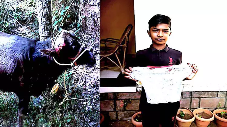 വിരണ്ടോടിയ പോത്തി​ൻെറ ആക്രമണത്തിൽനിന്ന്​ ബാലികയെ രക്ഷിച്ച്​ വിദ്യാർഥി