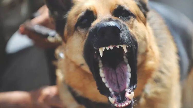 തെരുവ് നായുടെ കടിയേറ്റ് ഏഴു​പേർക്ക്​ പരിക്ക്