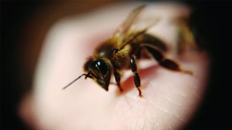 തേനീച്ചക്കുത്തേറ്റ് വിദ്യാർഥികൾ ആശുപത്രിയിൽ തേനീച്ചക്കുത്തേറ്റ് വിദ്യാർഥികൾ ആശുപത്രിയിൽ