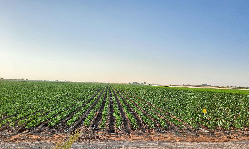 ജോ​​ലി​​ക്കാ​​രി​​ല്ല, ഒ​​മാ​​നി​​ൽ പ​​ച്ച​​ക്ക​​റി ഉ​​ൽ​​പാ​​ദ​​നം കു​​റ​​ഞ്ഞു